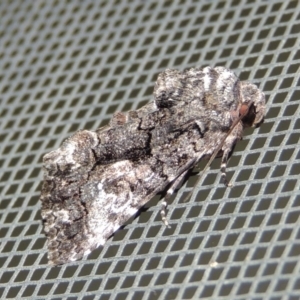 Aedia leucomelas acronyctoides at Conder, ACT - 16 Oct 2015 09:37 PM