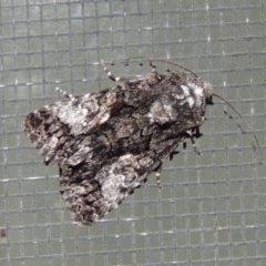 Aedia leucomelas acronyctoides at Conder, ACT - 16 Oct 2015