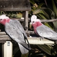 Eolophus roseicapilla (Galah) at Banks, ACT - 29 Aug 2017 by UserfaKgHkxs