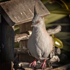 Ocyphaps lophotes (Crested Pigeon) at Banks, ACT - 28 Aug 2017 by UserfaKgHkxs