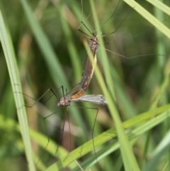 Leptotarsus (Leptotarsus) sp.(genus) (A Crane Fly) at Rendezvous Creek, ACT - 26 Dec 2016 by HarveyPerkins