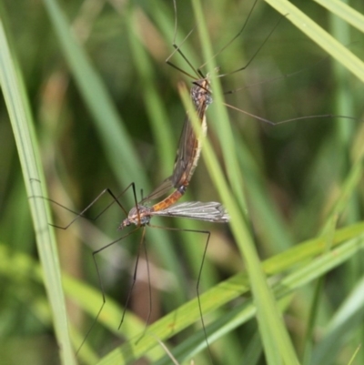 Leptotarsus (Leptotarsus) sp.(genus) (A Crane Fly) at Rendezvous Creek, ACT - 26 Dec 2016 by HarveyPerkins