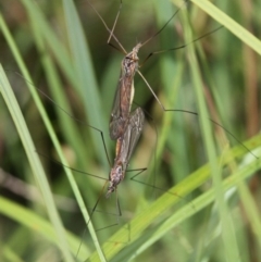 Leptotarsus (Leptotarsus) sp.(genus) at Rendezvous Creek, ACT - 26 Dec 2016