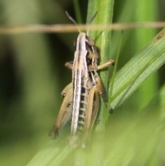 Kosciuscola cognatus (A grasshopper) at Rendezvous Creek, ACT - 26 Dec 2016 by HarveyPerkins