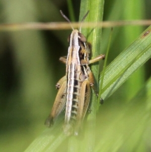 Kosciuscola cognatus at Rendezvous Creek, ACT - 26 Dec 2016 03:36 PM