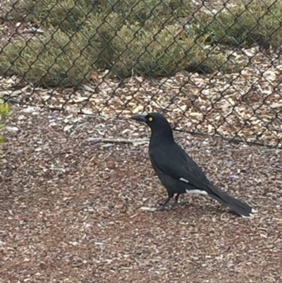 Strepera graculina (Pied Currawong) at Molonglo Valley, ACT - 2 Sep 2017 by Quantumcat