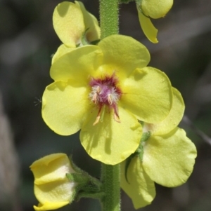 Verbascum virgatum at Tharwa, ACT - 3 Dec 2016