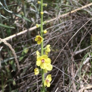 Verbascum virgatum at Tharwa, ACT - 3 Dec 2016