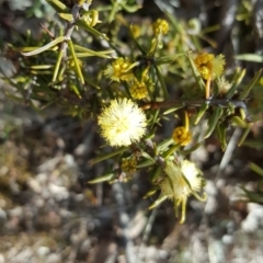 Acacia ulicifolia (Prickly Moses) at O'Malley, ACT - 2 Sep 2017 by Mike