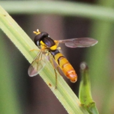 Sphaerophoria macrogaster (Hover Fly) at Cotter River, ACT - 4 Dec 2016 by HarveyPerkins