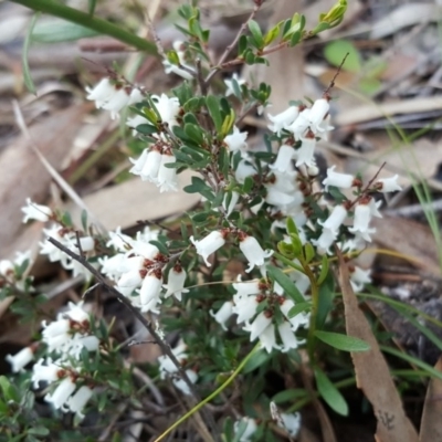 Cryptandra amara (Bitter Cryptandra) at Symonston, ACT - 2 Sep 2017 by Mike