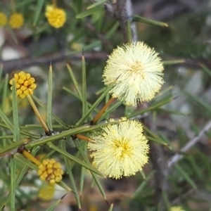 Acacia ulicifolia at Garran, ACT - 2 Sep 2017