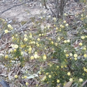 Acacia ulicifolia at Garran, ACT - 2 Sep 2017