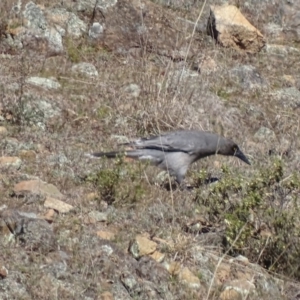 Strepera versicolor at Theodore, ACT - 1 Sep 2017 02:17 PM