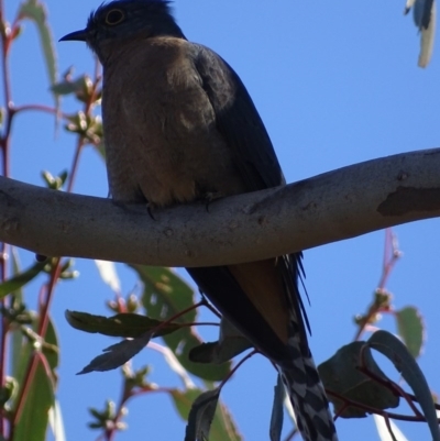 Cacomantis flabelliformis (Fan-tailed Cuckoo) at Theodore, ACT - 1 Sep 2017 by roymcd