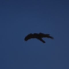 Accipiter fasciatus at Theodore, ACT - 1 Sep 2017