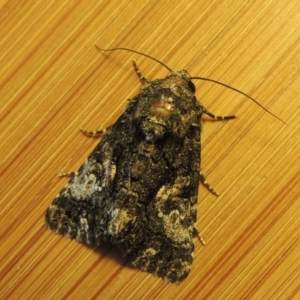 Aedia leucomelas acronyctoides at Conder, ACT - 17 Oct 2015