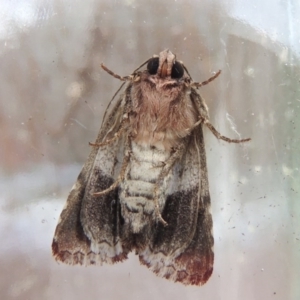 Aedia leucomelas acronyctoides at Conder, ACT - 17 Oct 2015