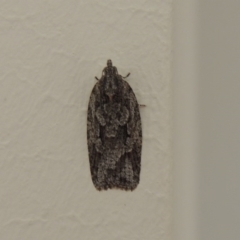 Acropolitis ergophora (A tortrix or leafroller moth) at Pollinator-friendly garden Conder - 1 May 2014 by michaelb