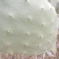 Opuntia stricta (Common Prickly Pear) at Kambah, ACT - 2 Sep 2017 by MichaelMulvaney