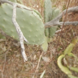 Opuntia stricta at Kambah, ACT - 2 Sep 2017 02:22 PM