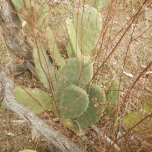 Opuntia stricta at Kambah, ACT - 2 Sep 2017 02:22 PM