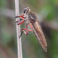 Colepia ingloria (A robber fly) at Conder, ACT - 6 Mar 2014 by MichaelBedingfield