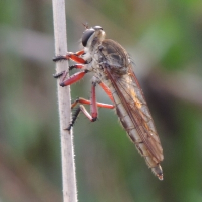 Colepia ingloria (A robber fly) at Conder, ACT - 6 Mar 2014 by MichaelBedingfield