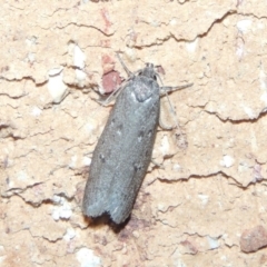 Oecophoridae (family) (Unidentified Oecophorid concealer moth) at Pollinator-friendly garden Conder - 26 Feb 2015 by michaelb