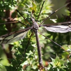 Tipulidae sp. (family) (Unidentified Crane Fly) at Cotter River, ACT - 24 Feb 2017 by HarveyPerkins