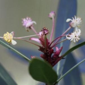 Tasmannia sp. at Cotter River, ACT - 24 Feb 2017 01:40 PM