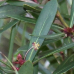 Tasmannia sp. at Cotter River, ACT - 24 Feb 2017 01:40 PM