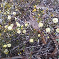 Acacia gunnii (Ploughshare Wattle) at Kambah, ACT - 2 Sep 2017 by RosemaryRoth