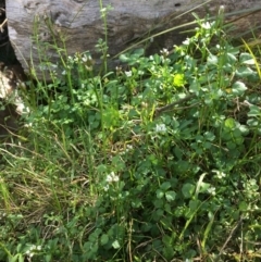 Cardamine hirsuta (Common Bittercress, Hairy Woodcress) at Point 5439 - 3 Sep 2017 by Floramaya