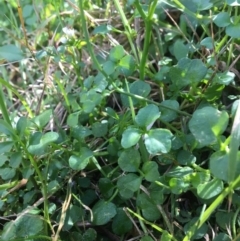 Cardamine hirsuta at Undefined Area - 3 Sep 2017 10:37 AM
