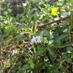 Cardamine hirsuta at Point 5439 - 3 Sep 2017