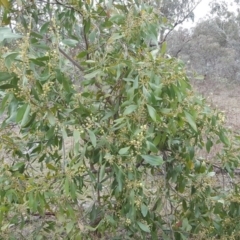 Acacia melanoxylon at O'Malley, ACT - 3 Sep 2017