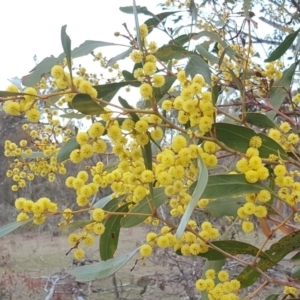 Acacia pycnantha at Symonston, ACT - 3 Sep 2017