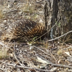 Tachyglossus aculeatus (Short-beaked Echidna) at Bruce, ACT - 2 Sep 2017 by RWPurdie