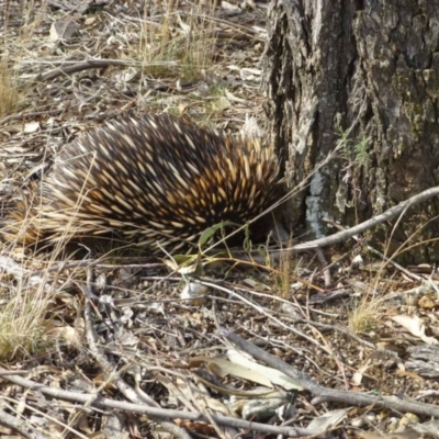 Tachyglossus aculeatus (Short-beaked Echidna) at Bruce, ACT - 2 Sep 2017 by RWPurdie