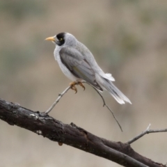 Manorina melanocephala (Noisy Miner) at Forde, ACT - 2 Sep 2017 by Alison Milton