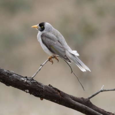 Manorina melanocephala (Noisy Miner) at Forde, ACT - 3 Sep 2017 by AlisonMilton