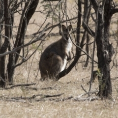 Notamacropus rufogriseus (Red-necked Wallaby) at Gungahlin, ACT - 2 Sep 2017 by Alison Milton