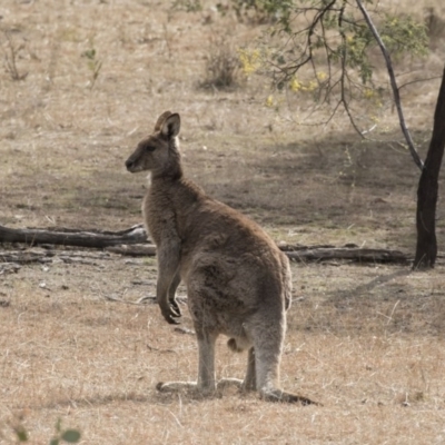 Macropus giganteus (Eastern Grey Kangaroo) at Gungahlin, ACT - 2 Sep 2017 by Alison Milton
