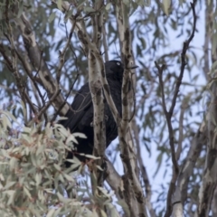 Corvus coronoides (Australian Raven) at Gungahlin, ACT - 2 Sep 2017 by Alison Milton