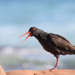 Haematopus fuliginosus (Sooty Oystercatcher) at Bar Beach, Merimbula - 1 Sep 2017 by Leo