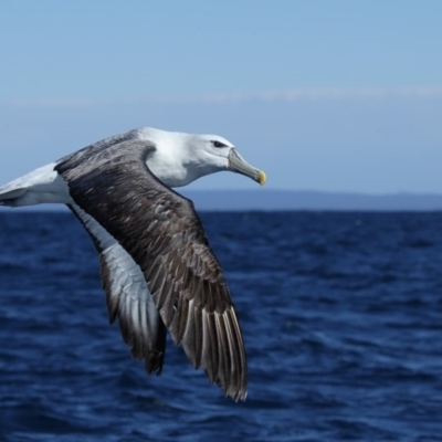 Thalassarche cauta (Shy Albatross) at Undefined - 2 Sep 2017 by Leo