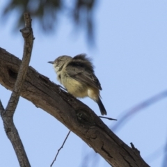 Acanthiza reguloides at Gungahlin, ACT - 3 Sep 2017 09:34 AM