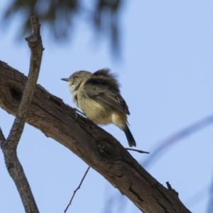 Acanthiza reguloides at Gungahlin, ACT - 3 Sep 2017 09:34 AM