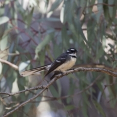 Rhipidura albiscapa (Grey Fantail) at Gungahlin, ACT - 3 Sep 2017 by AlisonMilton